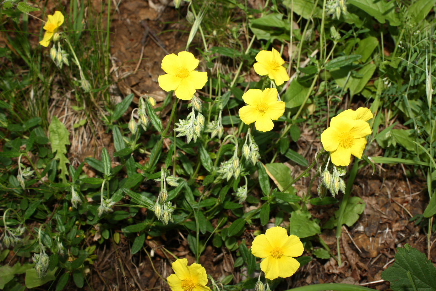 Helianthemum da determinare-2